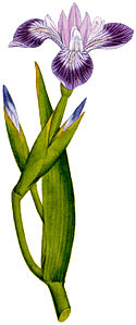 Plate 21 Iris versicolor