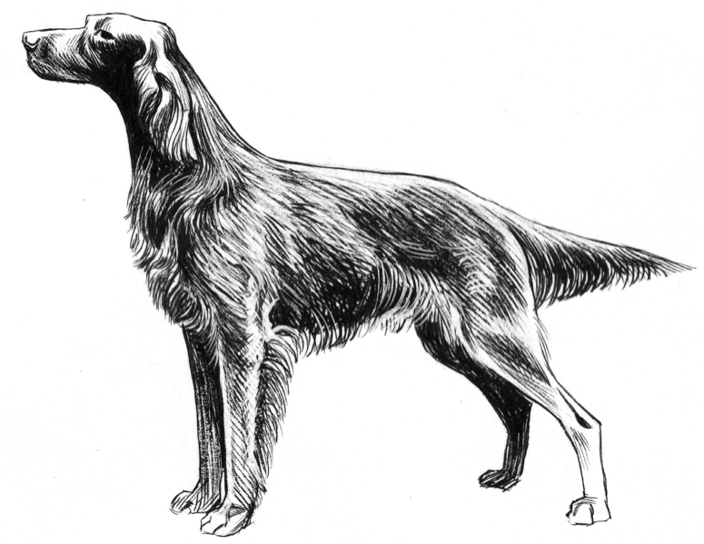 File:Irish Setter (PSF).png