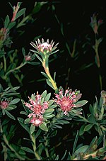 Thumbnail for Isopogon buxifolius