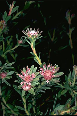 Isopogon buxifolius obovatus в Австралийском национальном ботаническом саду
