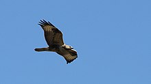 A steppe buzzard migrating through Israel, where buzzards have one of the largest raptor migrations in the world. Israel. Steppe Buzzard (15626160697).jpg