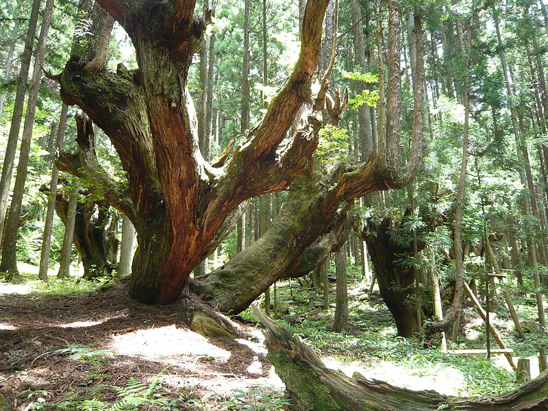 File:Itadori 21c forest.JPG