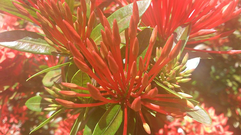 File:Ixora flowers 2.jpg