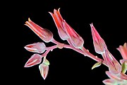 J20161009-0014--Dudleya lanceolata (30221987695).jpg