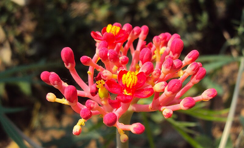 File:Jatropha multifida 02.JPG