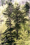 Silver fir and Bosnian pine