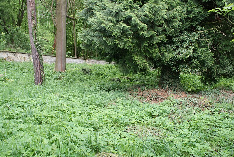 File:Jewish cemetery in Dolní Cetno 16.JPG