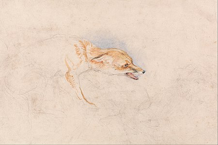 Study of a Crouching Fox, Facing Right label QS:Len,"Study of a Crouching Fox, Facing Right" 1820-25