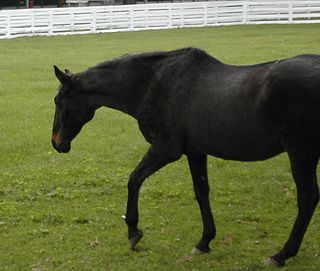 <span class="mw-page-title-main">John Henry (horse)</span> American-bred Thoroughbred racehorse