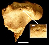 2 Mio. Jahre alte Tierknochen mit Schnittspuren aus der Fundstätte Kanjera Süd (Kenia) Maßstab: 1 cm, rechts unten: 1 mm