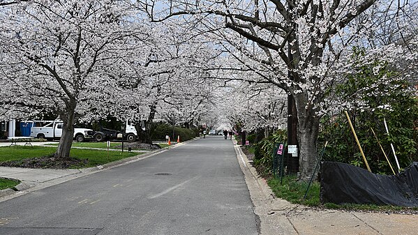 Cherry blossoms on Kennedy Dr, Bethesda, MD