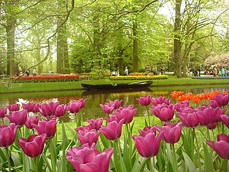 Một chiếc thuyền nhỏ trong khu vườn Keukenhof, với hoa tulip ở phía trước.