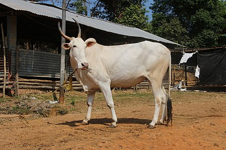 1 порода. Белые коровы Камбоджа. Корова из Карнатаки. Чистая порода в Индии. Types of Cows.