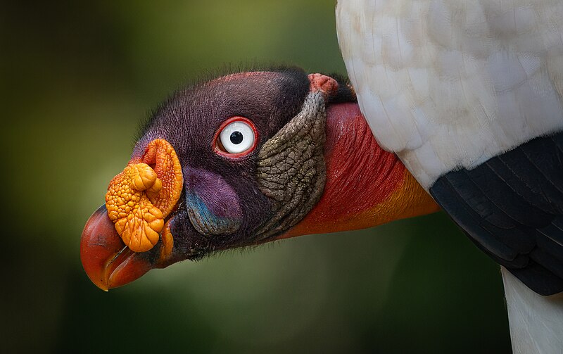 File:King Vulture.jpg