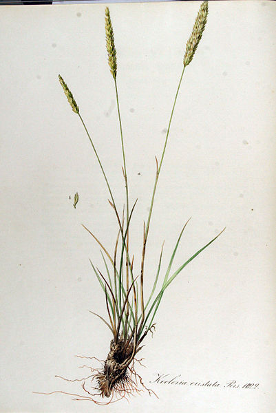 File:Koeleria cristata — Flora Batava — Volume v13.jpg