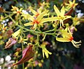 Миниатюра для Файл:Koelreuteria paniculata (flowers) P1040147-003.jpg