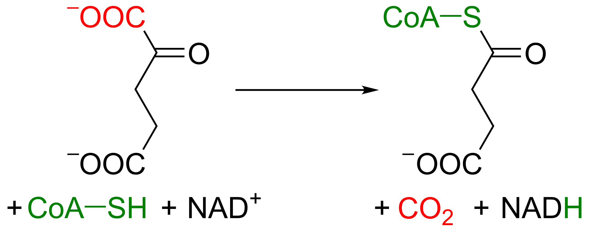 1920px Krebs cycle 4 ketoglutarate to succinyl CoA.svg