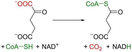 Tập_tin:Krebs_cycle_4_ketoglutarate_to_succinyl-CoA.svg