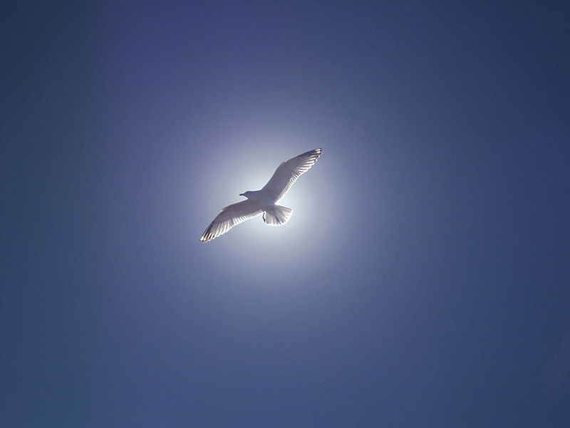 File:La Gaviota Iluminada.JPG