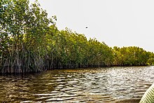 Photograph of mangrove forest, trees with aerial roots growing directly from water