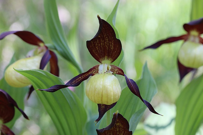 File:Lady's-Slipper Orchid - Cypripedium calceolus (14204912326).jpg