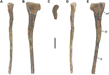 Langenberg Theropod srov. Megalosauroidea.png