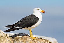 Larus pacificus - Derwent River Estuary.jpg