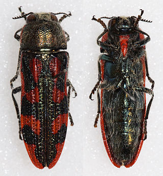 <i>Lasionota</i> Genus of beetles