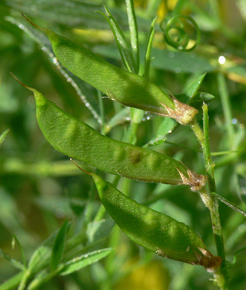 File:Lathyrus pratensis IP0706078.JPG