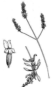 Lavandula latifolia. Lavandula Latifolia.jpg