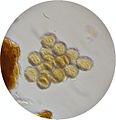 Lavandula angustifolia Pollen by Danny S. - 001.JPG