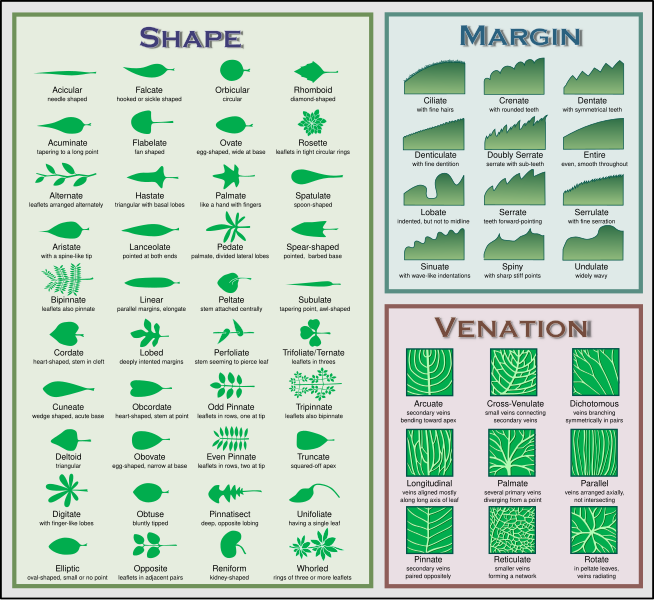 File:Leaf morphology no title.svg