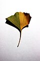 * Nomination Leaf of Ginkgo biloba --Ria 15:54, 10 August 2012 (UTC) * Decline The leaf is not in focus, too strong shadow. --Kadellar 15:52, 15 August 2012 (UTC)