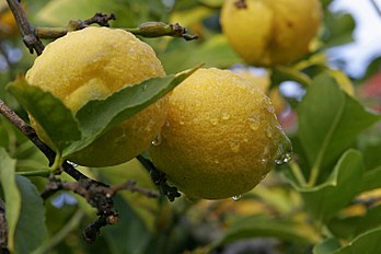Lemon, Citrus × limon