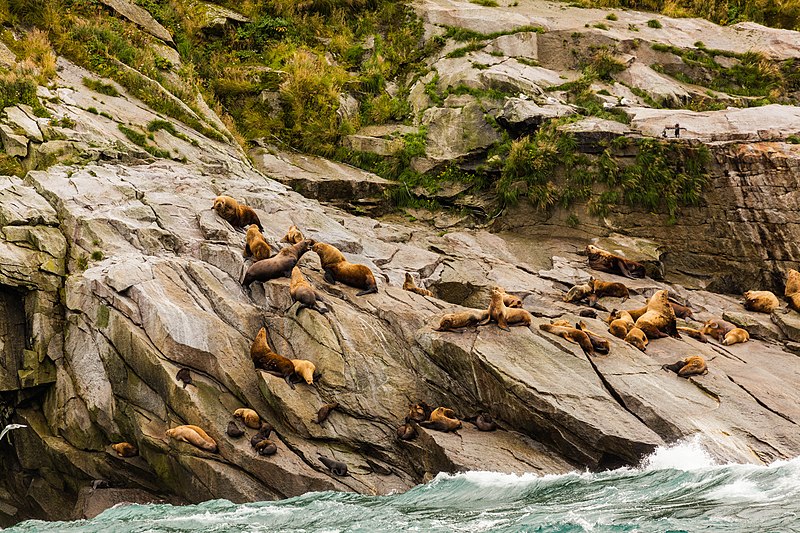 File:Leones marinos de Steller (Eumetopias jubatus), Bahía de la Resurección, Seward, Alaska, Estados Unidos, 2017-08-21, DD 21.jpg