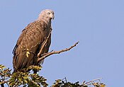 Petit aigle pêcheur à Ranganathittu, Inde.jpg