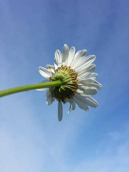 File:Leucanthemum vulgare (s. str.) sl9.jpg