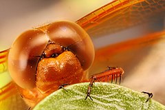 ♀ Libellula croceipennis