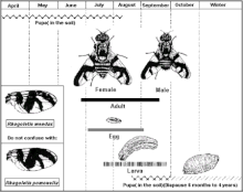 Rhagoletis mendax life cycle Life cycle Rhagoletis mendax.gif