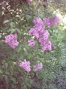 Lilak perski Syringa persica.jpg