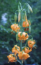 L. columbianum inflorescence