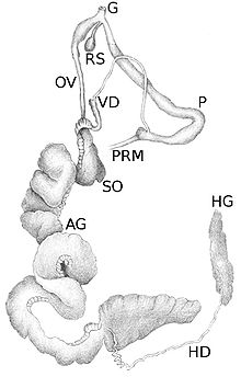 Reproductive system of Limax maximus:
HG = hermaphrodite gland = ovotestis
HD = hermaphrodite duct
AG = albumen gland
SO = spermoviduct
OV = oviduct
VD = vas deferens = sperm-duct
RS = receptaculum seminis
P = penis
PRM = penis retractor muscle
G = genital pore Limax maximus reproductive system.jpg