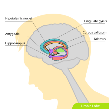 File:Limbic lobe hariadhi.svg