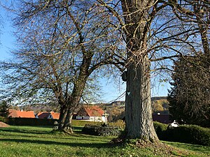 Die Linden am westlichen Ortsausgang