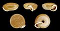 * Nomination Shell of a southeast European landsnail, Lindholmiola girva --Llez 09:02, 2 November 2011 (UTC) * Promotion QI for me--Holleday 18:11, 6 November 2011 (UTC)