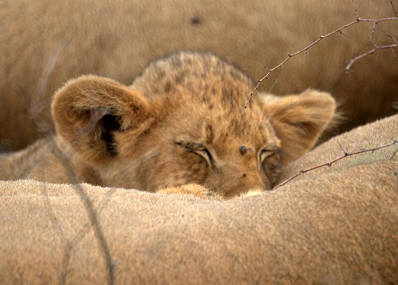 File:Lion Cub (6614399591).jpg