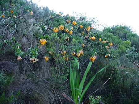 Tập_tin:Liparia_splendens.jpg