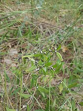 Lithospermum officinale (Herbe aux perles)