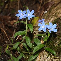 Aegonychon zollingeri