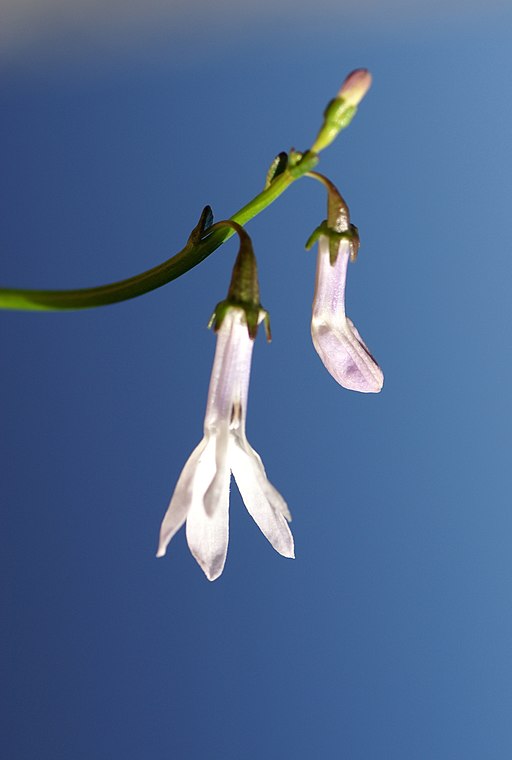 Lobelia dortmanna flower